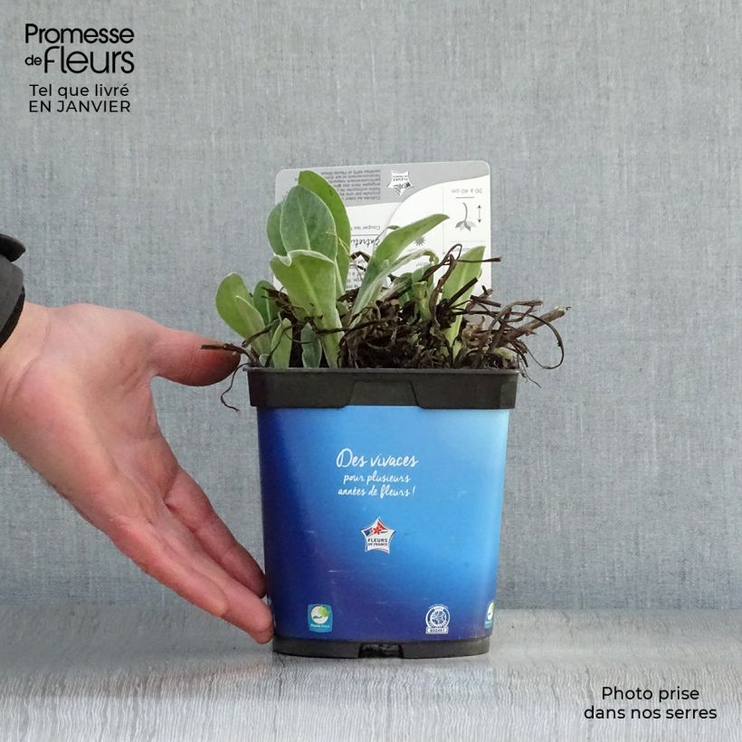 Exemplar von Berg-Flockenblume - Centaurea montana Topf mit 2L/3L wie im Winter geliefert