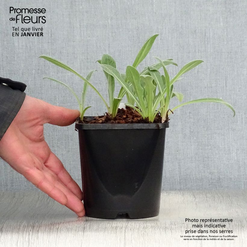 Exemplar von Berg-Flockenblume Amethyst in Snow - Centaurea montana Topf mit 1,5L/2L wie im Winter geliefert