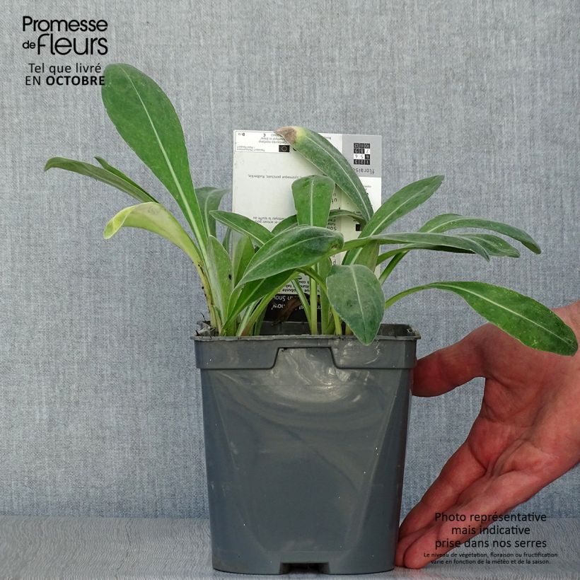 Exemplar von Berg-Flockenblume Amethyst in Snow - Centaurea montana Topf mit 1,5L/2L wie im Herbst geliefert