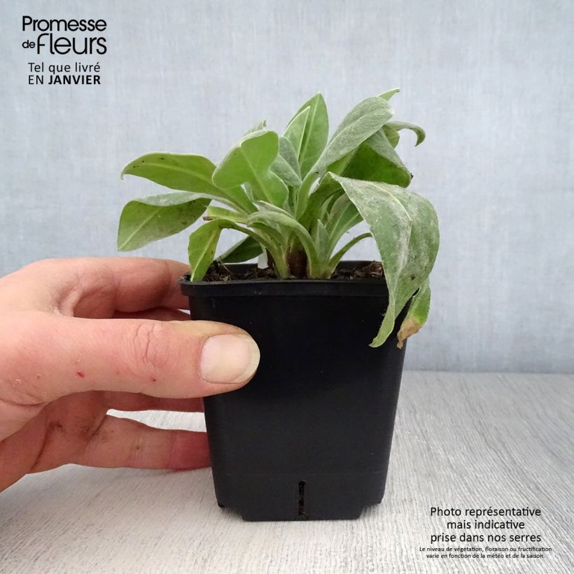 Exemplar von Berg-Flockenblume Sulphurea - Centaurea montana Kleine Töpfe von 8/9 cm wie im Winter geliefert