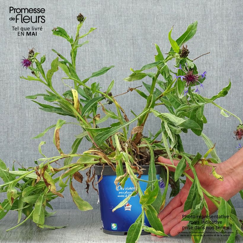 Exemplar von Berg-Flockenblume Sulphurea - Centaurea montana Topf mit 2L/3L wie im Frühjahr geliefert