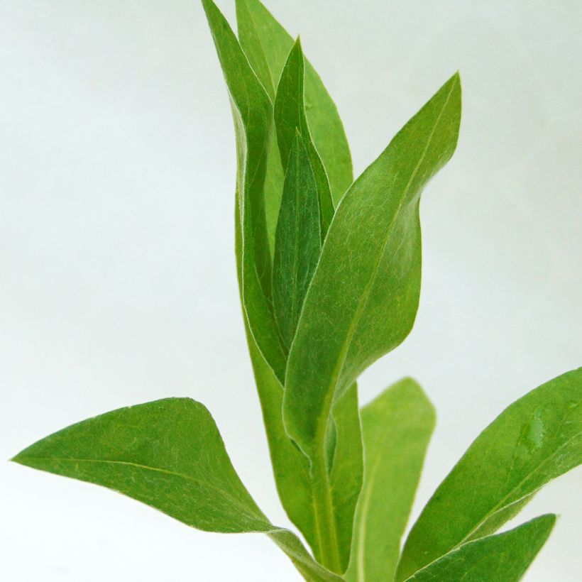 Berg-Flockenblume Alba - Centaurea montana (Laub)