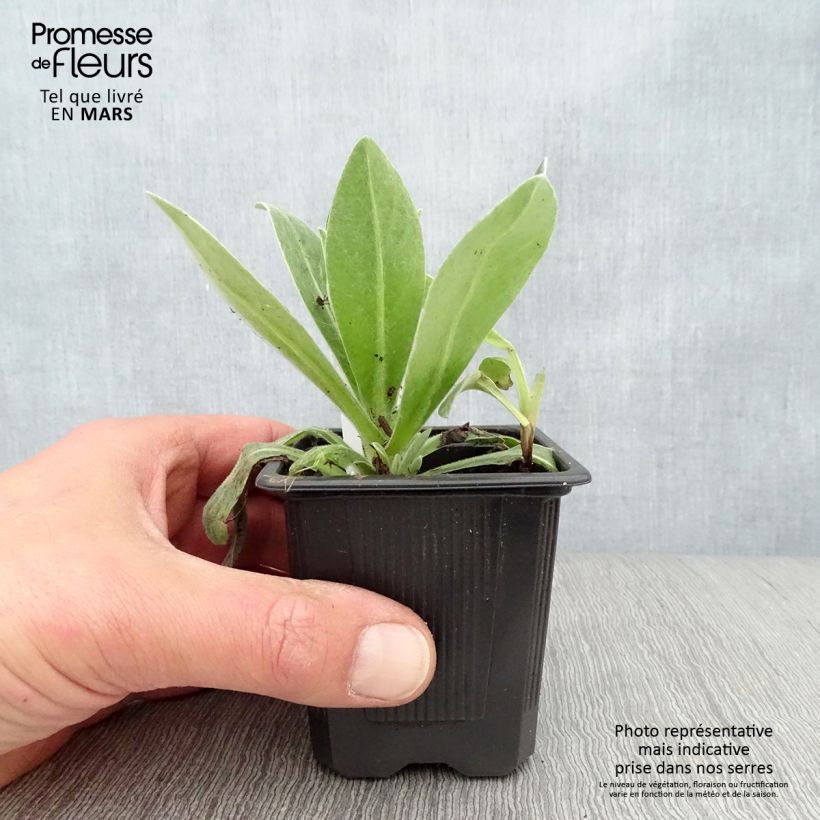 Exemplar von Berg-Flockenblume Alba - Centaurea montana Kleine Töpfe von 8/9 cm wie im Frühjahr geliefert