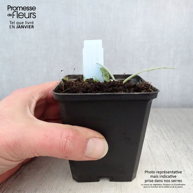 Exemplar von Berg-Flockenblume Amethyst Dream - Centaurea montana Kleine Töpfe von 8/9 cm wie im Winter geliefert