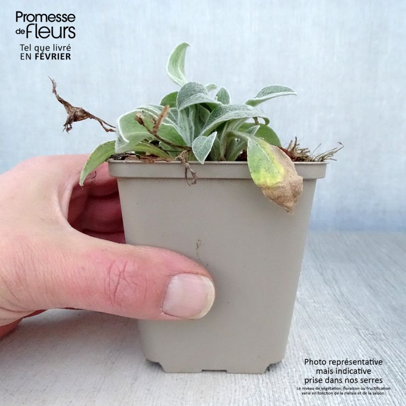 Exemplar von Berg-Flockenblume Jordy - Centaurea montana Kleine Töpfe von 8/9 cm wie im Winter geliefert