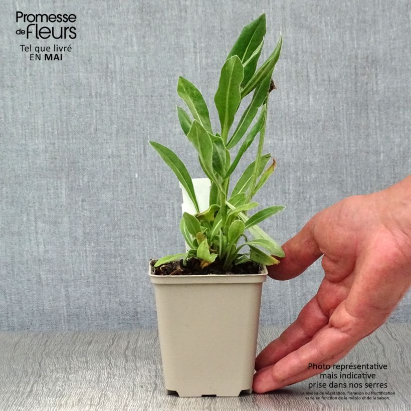 Exemplar von Berg-Flockenblume Carnea - Centaurea montana Kleine Töpfe von 8/9 cm wie im Frühjahr geliefert