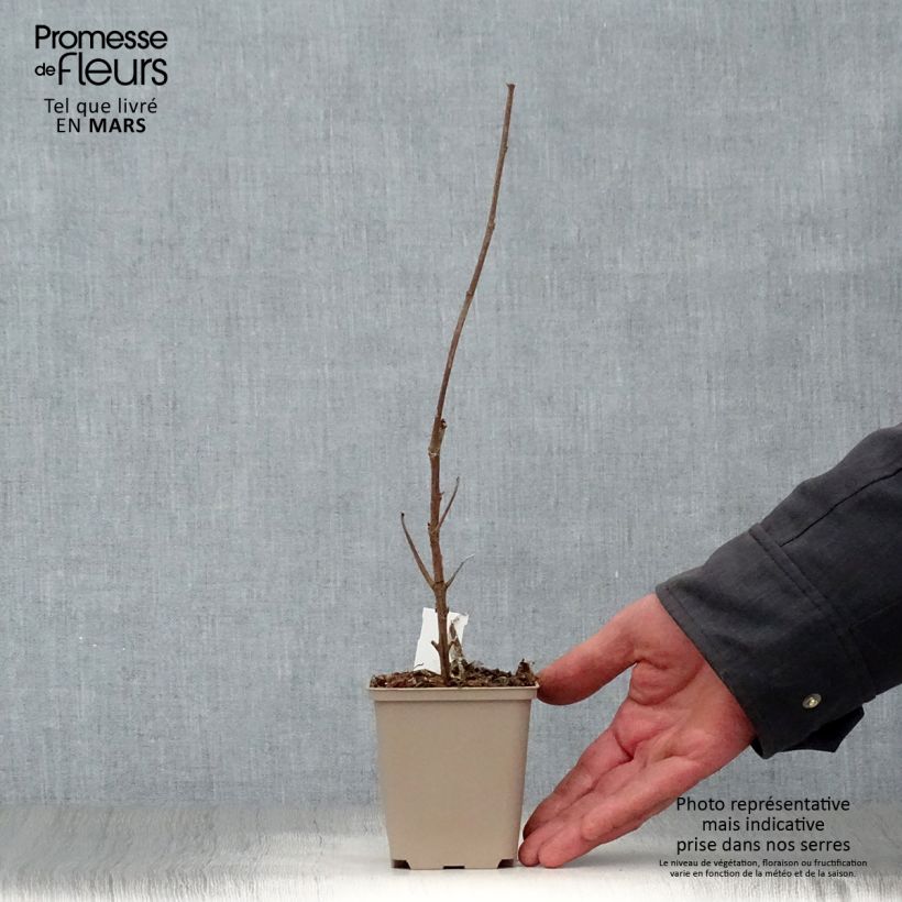 Exemplar von Boehmeria cylindrica - Chinagras Kleine Töpfe von 8/9 cm wie im Frühjahr geliefert