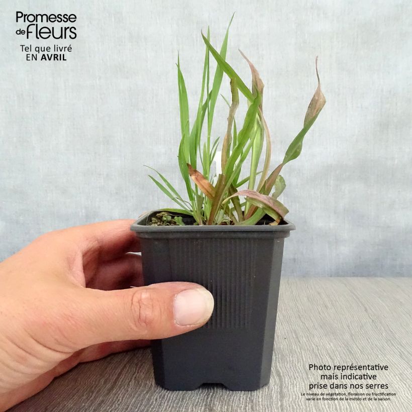 Exemplar von Boltonia asteroides Latisquama - Scheinaster Kleine Töpfe von 8/9 cm wie im Frühjahr geliefert