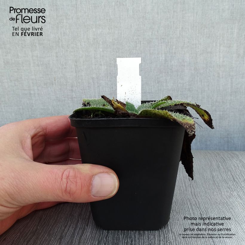Exemplar von Zwerg-Borretsch - Borago pygmaea Kleine Töpfe von 8/9 cm wie im Winter geliefert