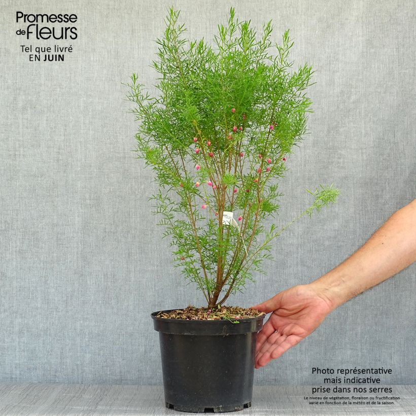 Exemplar von Boronia heterophylla Topf mit 3L/4L wie im Sommer geliefert