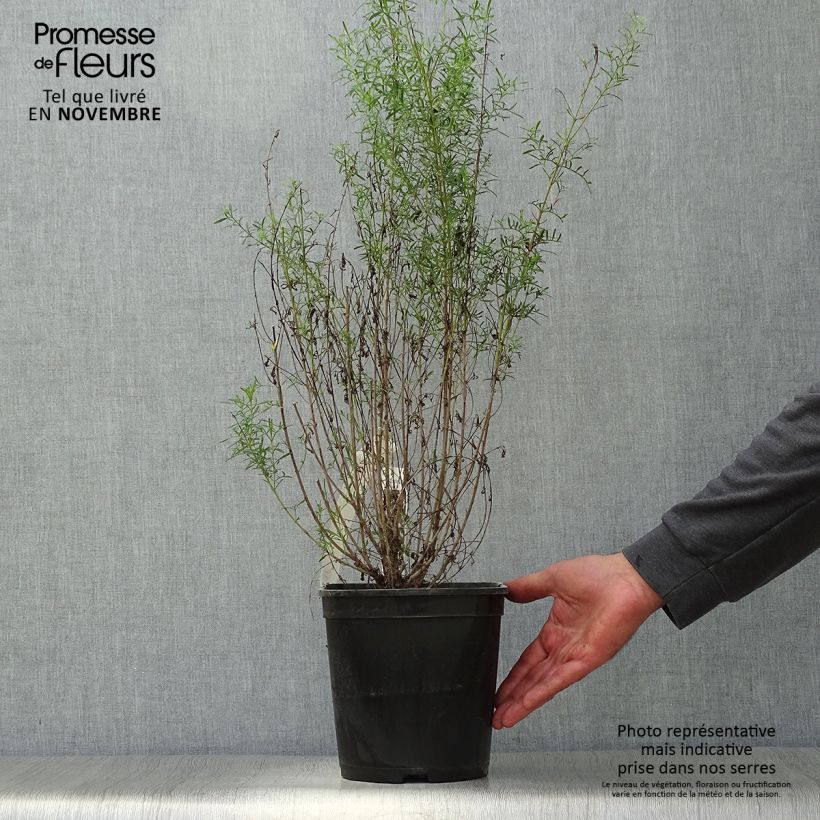 Exemplar von Boronia heterophylla Ice Charlotte Topf mit 4L/5L wie im Herbst geliefert