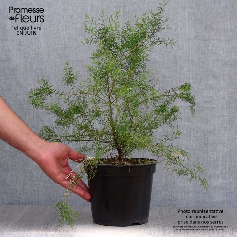 Exemplar von Boronia megastigma Tui Topf mit 4L/5L wie im Sommer geliefert