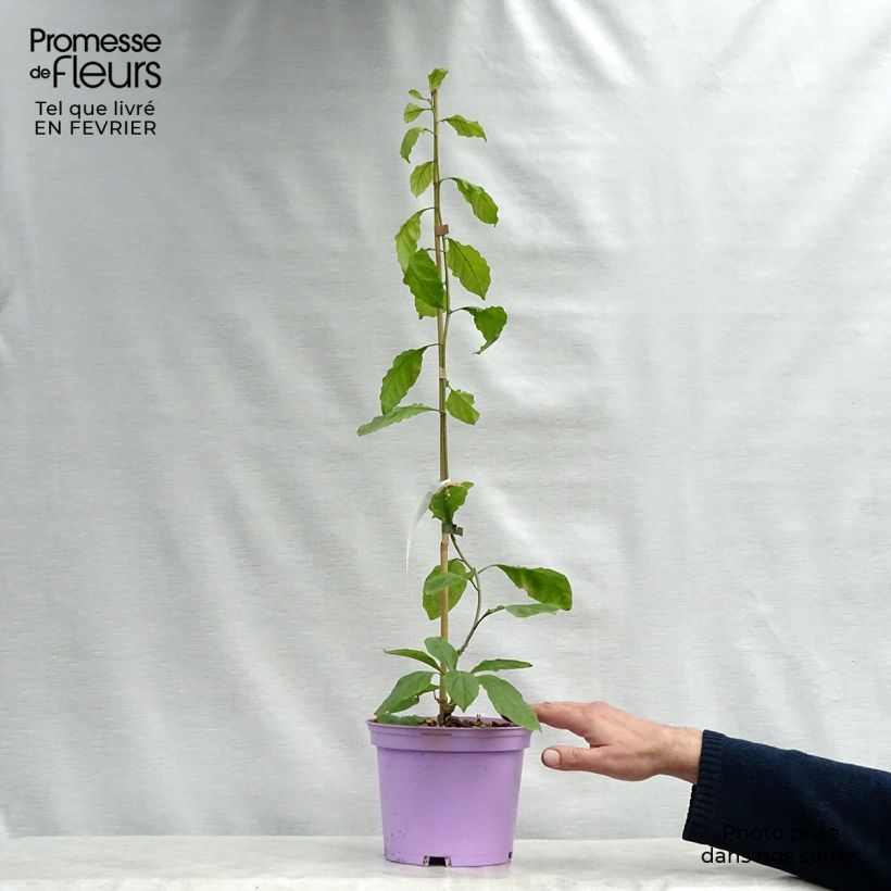 Exemplar von Bougainvillea Violet de mèze - Drillingsblume Topf mit 3L/4L wie im Winter geliefert