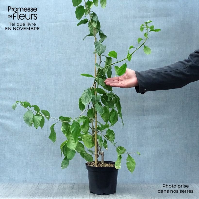 Exemplar von Bougainvillea Violet de mèze - Drillingsblume Topf mit 3L/4L wie im Herbst geliefert