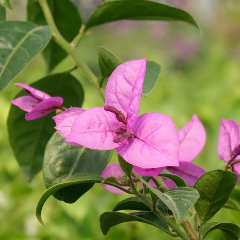 Bougainvillea Violet de mèze - Drillingsblume (Blüte)