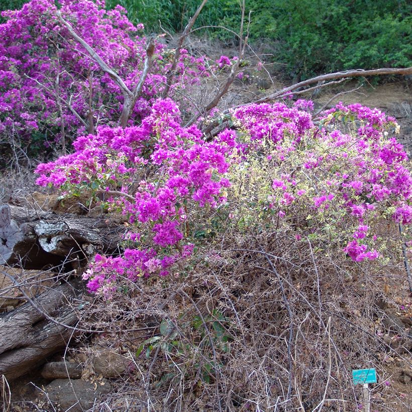 Bougainvillea glabra Variegata - Kahle Drillingsblume (Hafen)