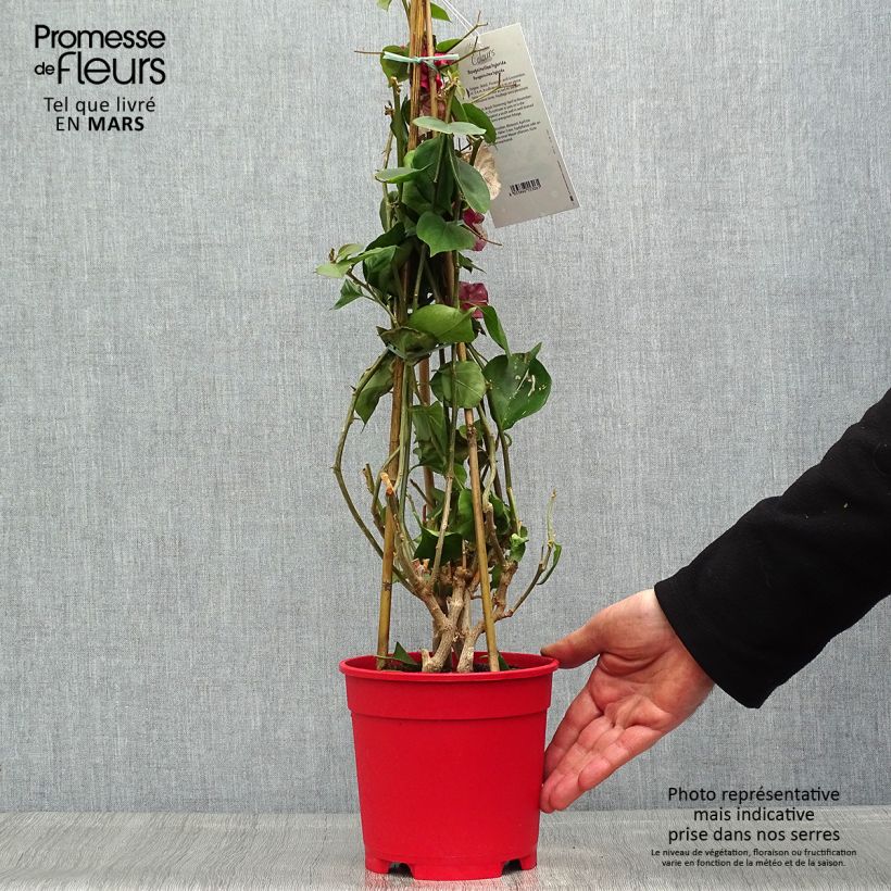 Exemplar von Bougainvillea spectabilis White - Drillingsblume Topf mit 2L/3L wie im Frühjahr geliefert