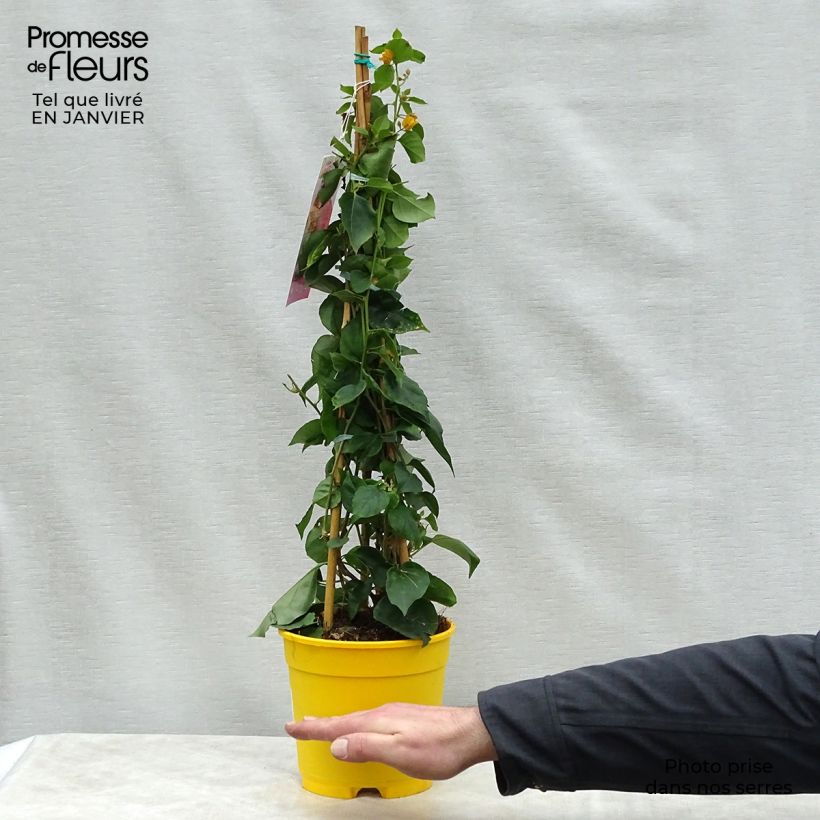 Exemplar von Bougainvillea spectabilis Yellow - Drillingsblume Topf mit 2L/3L wie im Winter geliefert