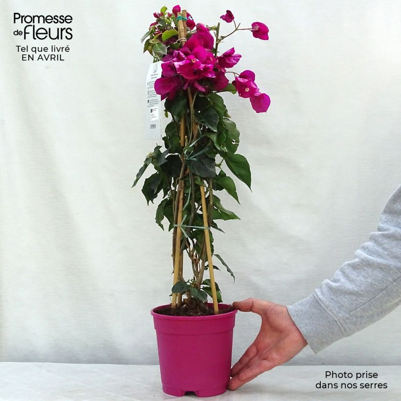 Exemplar von Bougainvillea spectabilis Pourpre violacé - Drillingsblume Topf mit 2L/3L wie im Frühjahr geliefert
