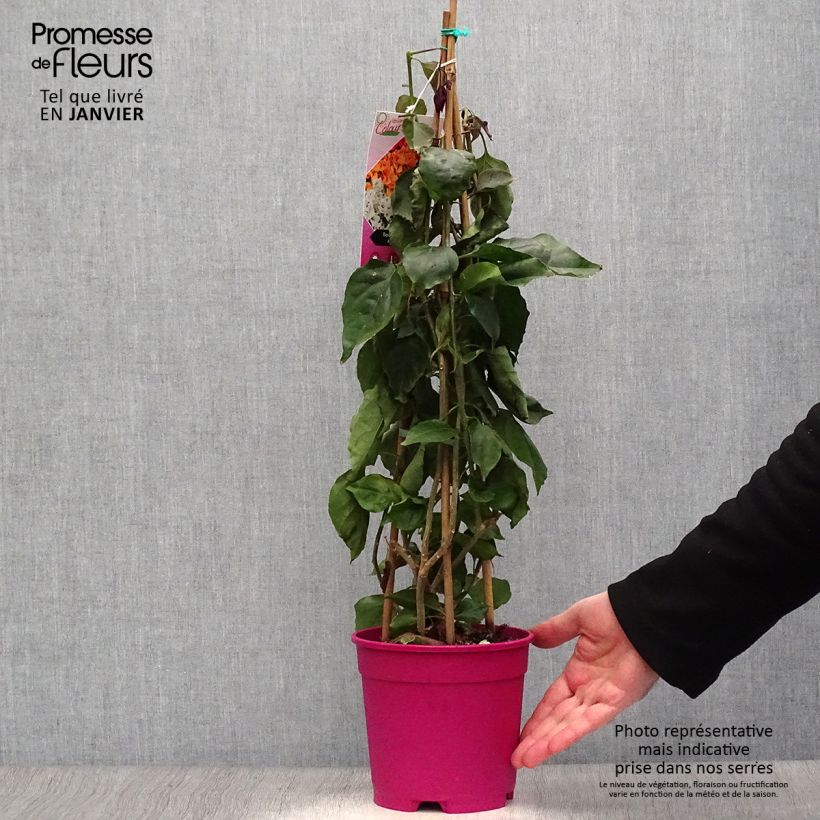 Exemplar von Bougainvillea spectabilis Pourpre violacé - Drillingsblume Topf mit 2L/3L wie im Winter geliefert