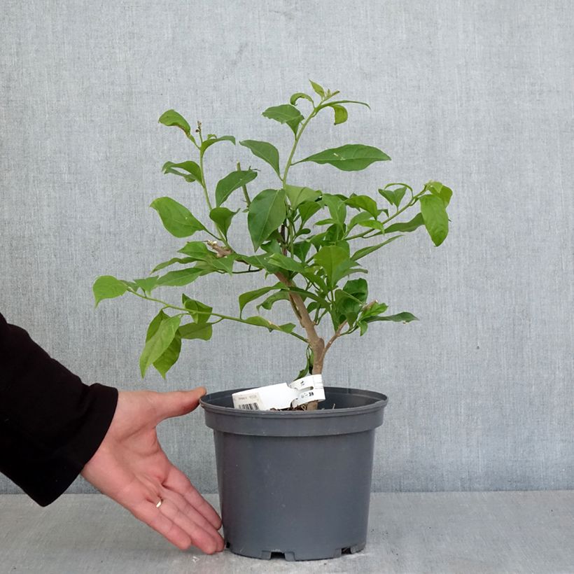 Exemplar von Bougainvillea Violet de mèze - Drillingsblume Topf mit 3L/4L wie im Frühjahr geliefert