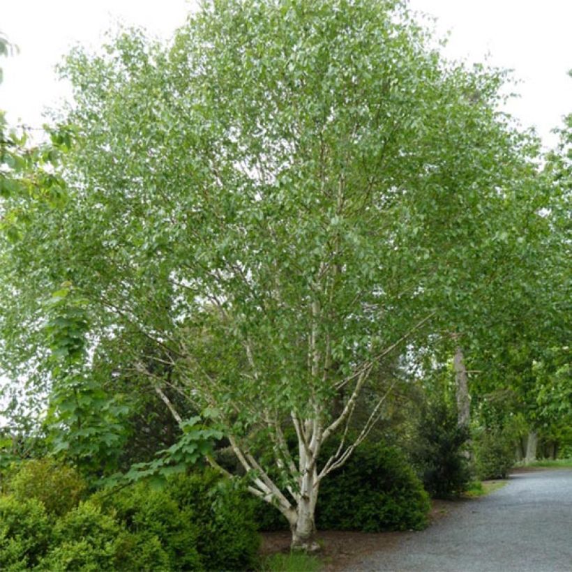 Betula utilis var. jacquemontii Doorenbos - Weißrindige Himalaya-Birke (Hafen)