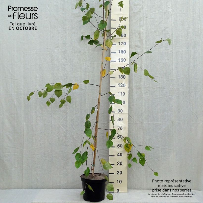 Exemplar von Betula utilis var. jacquemontii - Himalaya-Birke Topf mit 4L/5L wie im Herbst geliefert