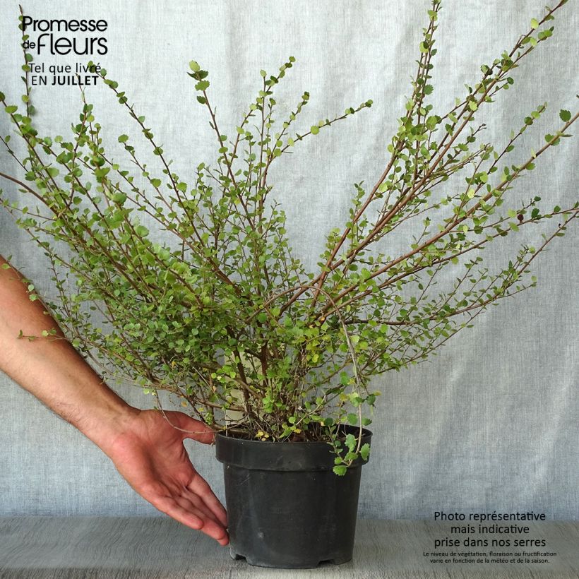 Exemplar von Betula nana - Zwerg-Birke Topf mit 2L/3L wie im Sommer geliefert