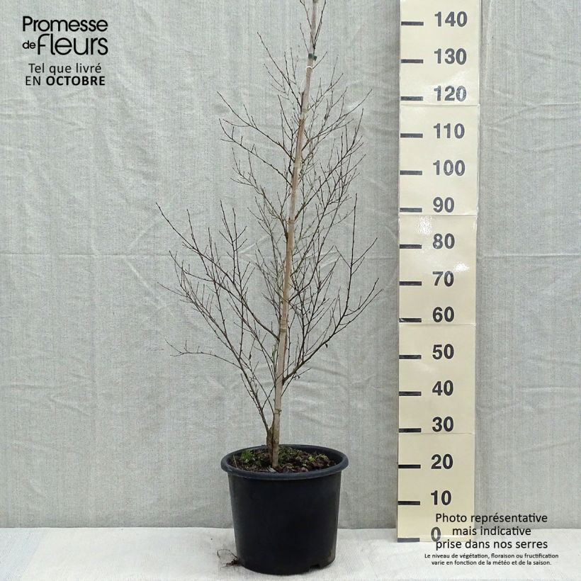 Exemplar von Betula nigra - Schwarz-Birke Topf mit 12L/15L wie im Herbst geliefert