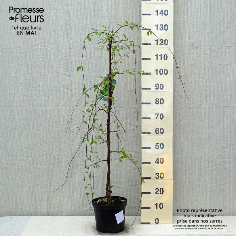 Exemplar von Betula nigra Summer Cascade - Schwarz-Birke Topf mit 7,5L/10L wie im Frühjahr geliefert