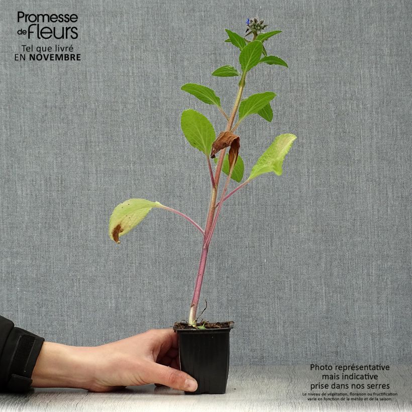 Exemplar von Borretsch Bio - Borago officinalis Kleine Töpfe von 7/8 cm wie im Herbst geliefert