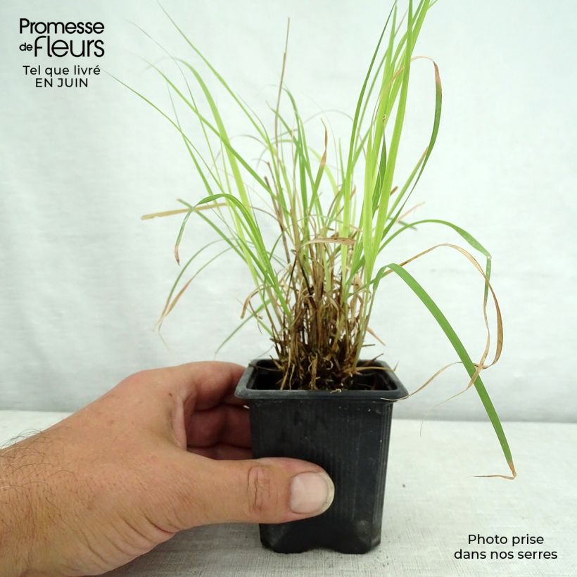Exemplar von Bouteloua curtipendula - Hohes Haarschotengras Kleine Töpfe von 8/9 cm wie im Sommer geliefert