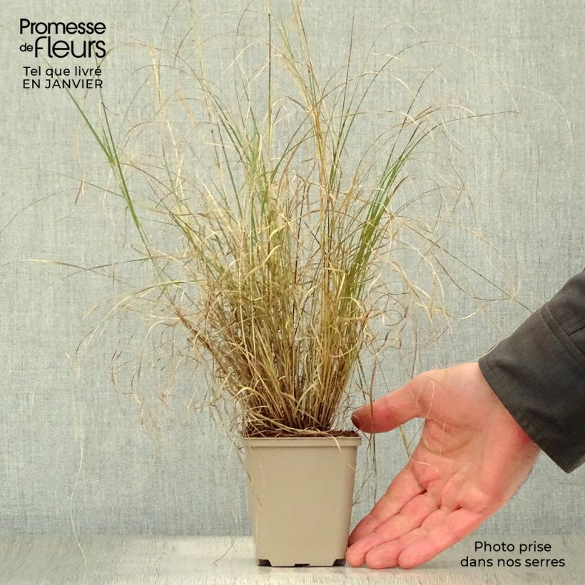 Exemplar von Bouteloua gracilis - Moskitogras Kleine Töpfe von 8/9 cm wie im Winter geliefert