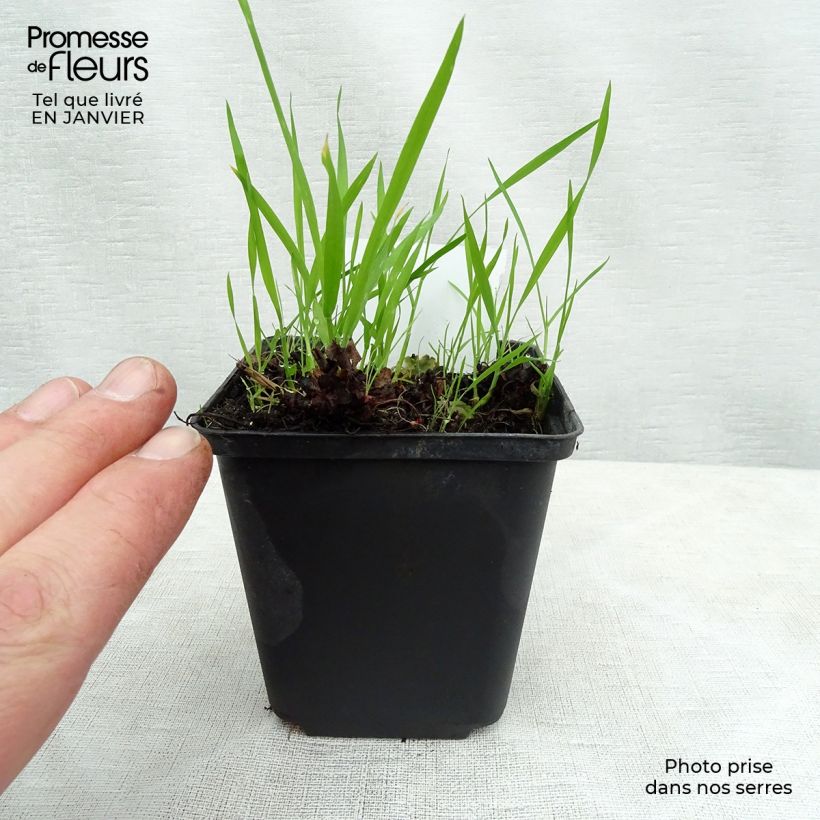 Exemplar von Boykinia major - Boykinie Kleine Töpfe von 8/9 cm wie im Winter geliefert