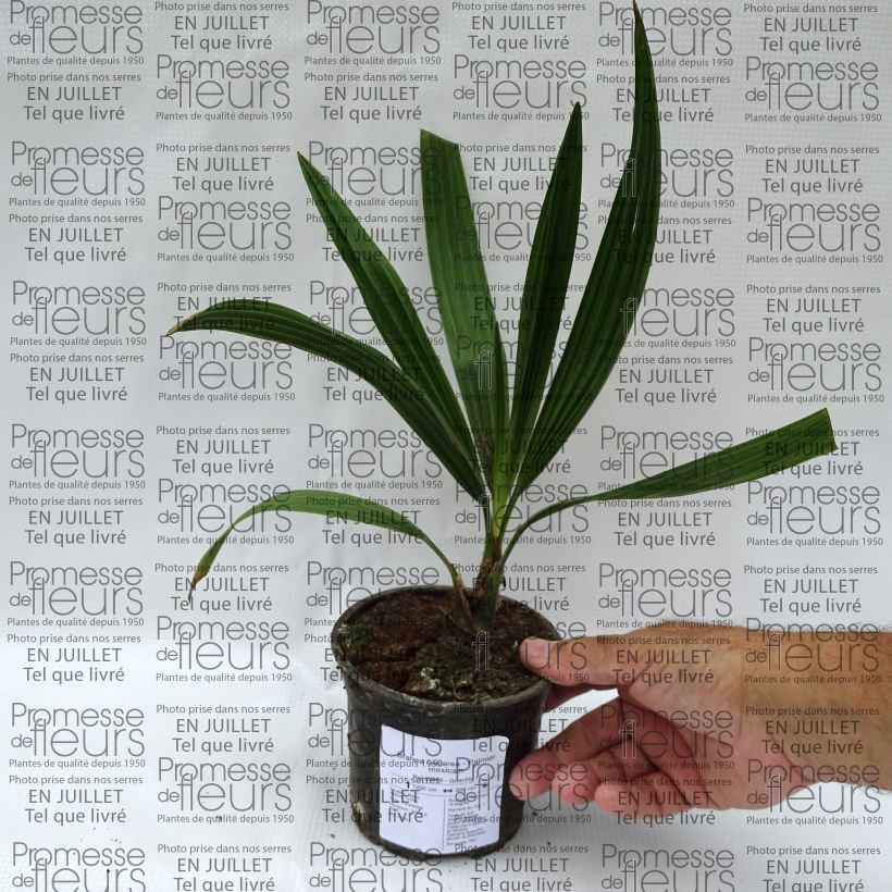 Exemplar von Brahea calcarea - Weiße Felsenpalme Topf 12 cm / 13 cm wie im Sommer geliefert