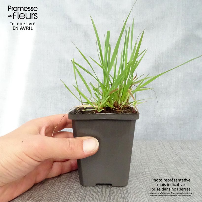 Exemplar von Briza media - Mittleres Zittergras Kleine Töpfe von 7/8 cm wie im Frühjahr geliefert