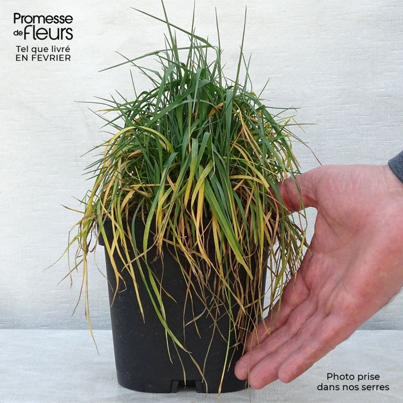 Exemplar von Briza media - Mittleres Zittergras Topf mit 2L/3L wie im Winter geliefert