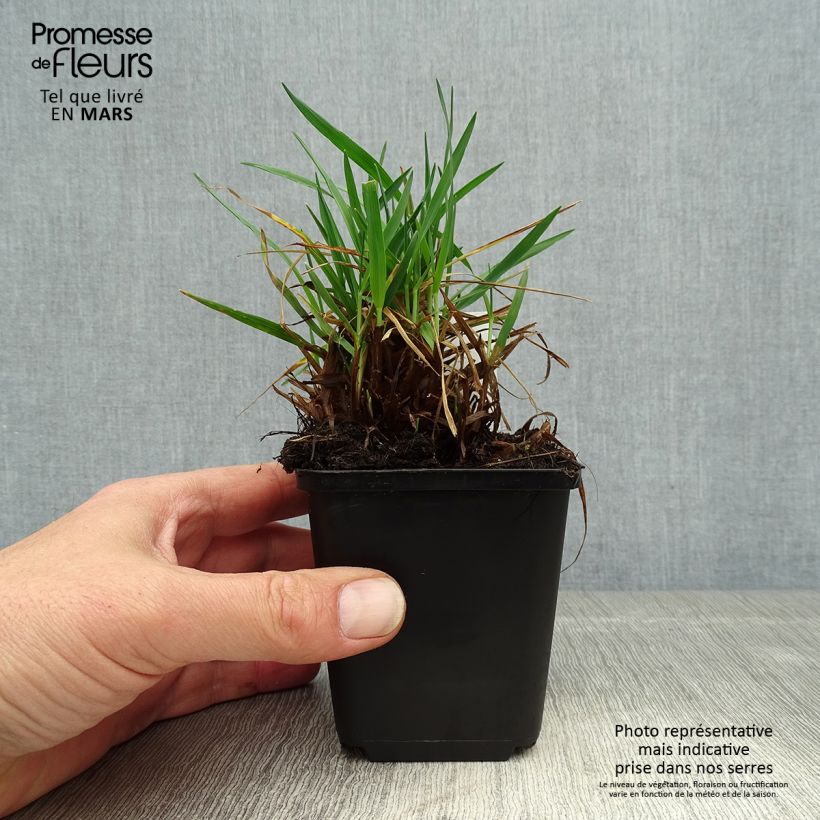 Exemplar von Briza media Limouzi - Mittleres Zittergras Kleine Töpfe von 8/9 cm wie im Frühjahr geliefert