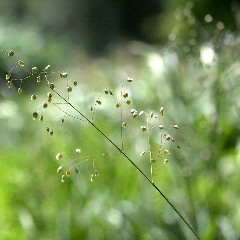 Briza media Limouzi - Mittleres Zittergras (Blüte)