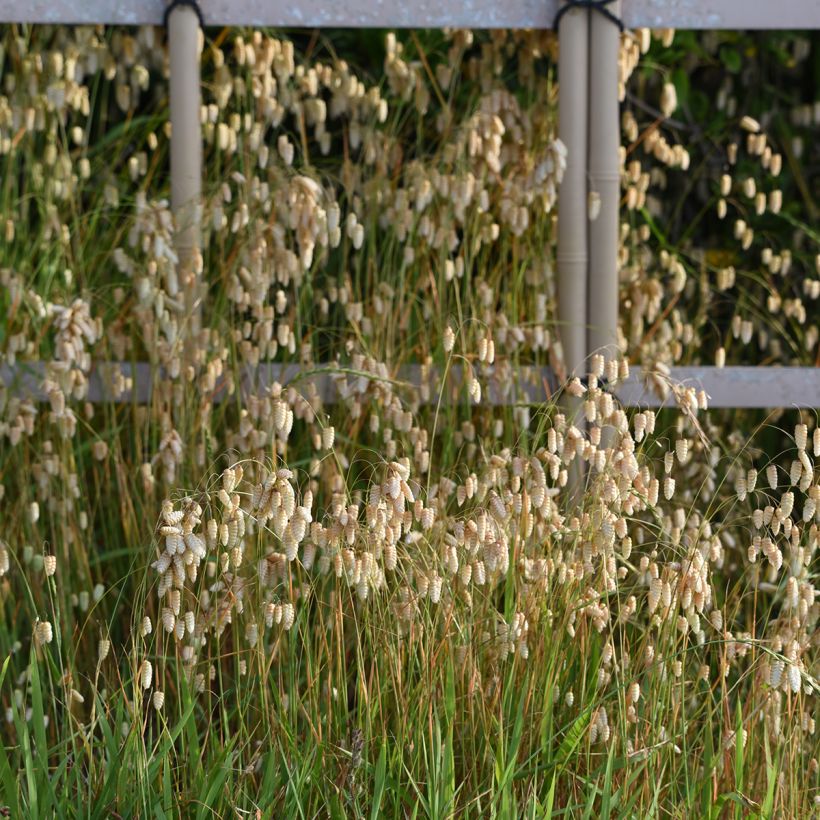 Briza maxima - Große Zittergras (Wuchs)