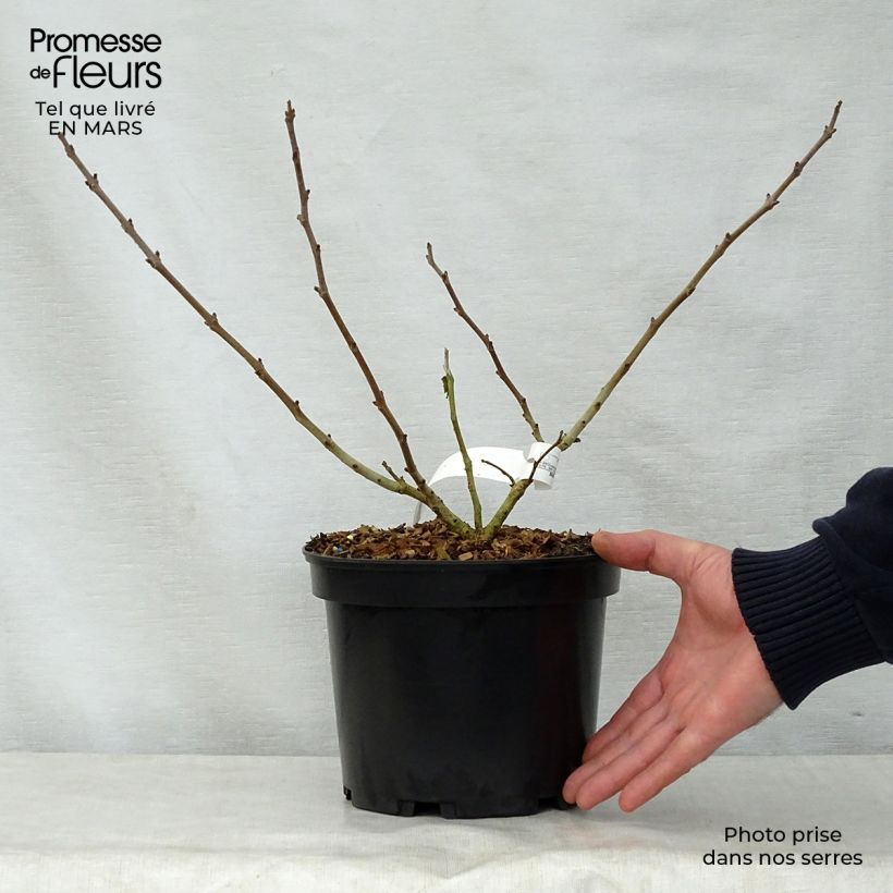 Exemplar von Broussonetia papyrifera Golden Shadow - Papier-Maulbeerbaum Topf mit 4L/5L wie im Frühjahr geliefert