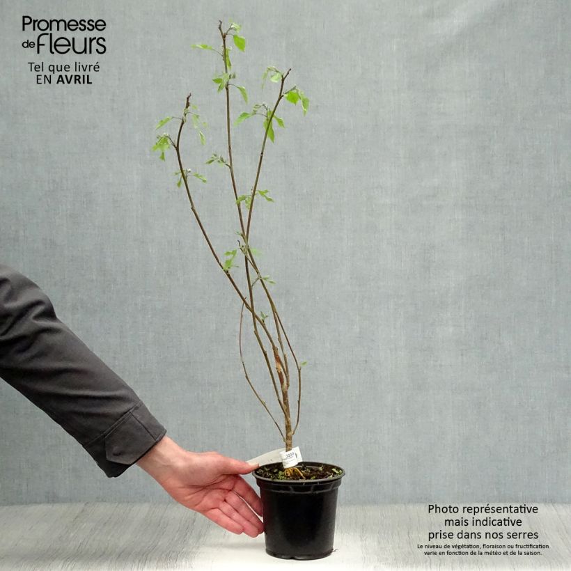 Exemplar von Broussonetia papyrifera - Papier-Maulbeerbaum Topf mit 1L/1,5L wie im Frühjahr geliefert