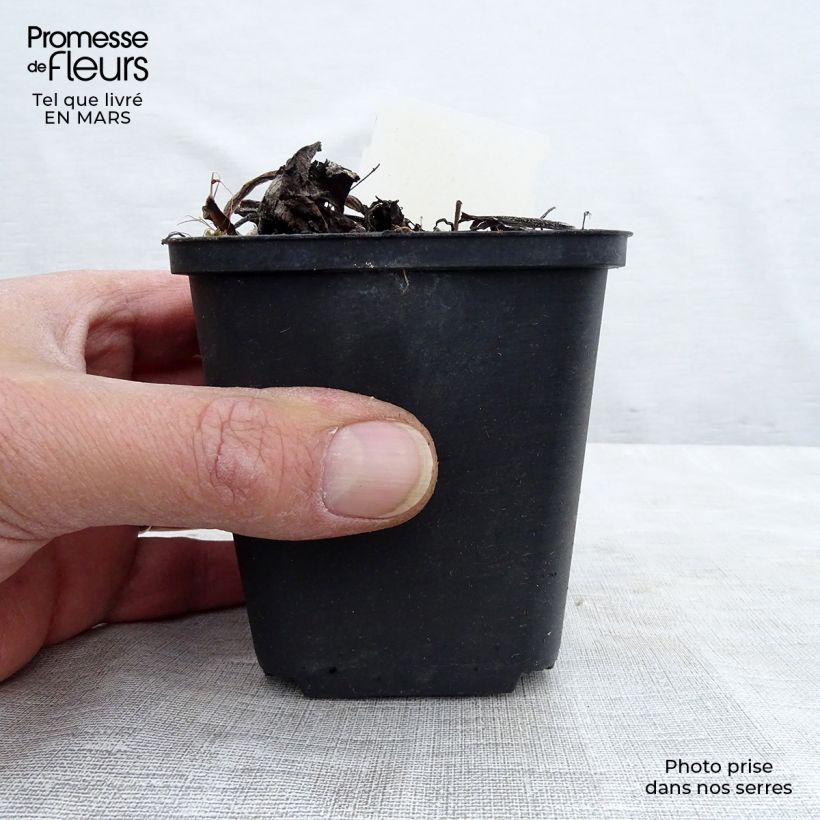 Exemplar von Brunnera macrophylla Variegata - Kaukasus-Vergißmeinnicht Kleine Töpfe von 8/9 cm wie im Winter geliefert