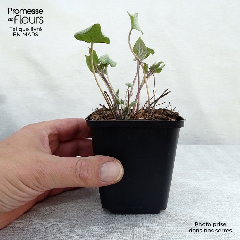 Exemplar von Brunnera macrophylla Alexander's Great - Kaukasus-Vergißmeinnicht Kleine Töpfe von 8/9 cm wie im Frühjahr geliefert