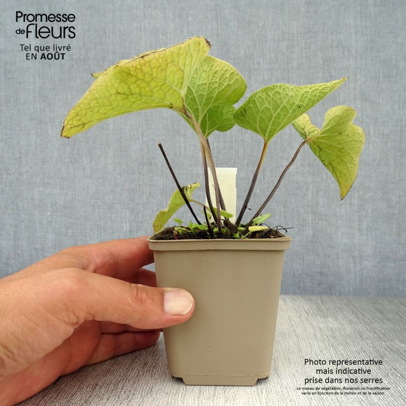 Exemplar von Brunnera macrophylla Alexander's Great - Kaukasus-Vergißmeinnicht Kleine Töpfe von 8/9 cm wie im Sommer geliefert