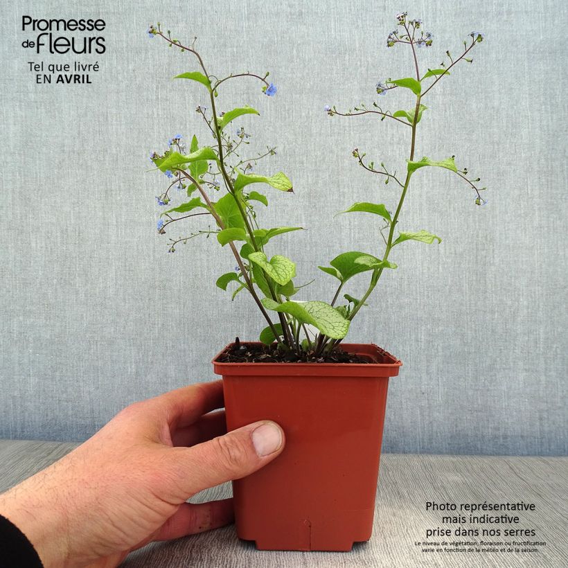 Exemplar von Brunnera macrophylla Alexander's Great - Kaukasus-Vergißmeinnicht Topf mit 1L/1,5L wie im Frühjahr geliefert