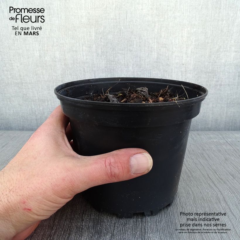 Exemplar von Brunnera macrophylla Betty Bowring - Kaukasus-Vergißmeinnicht Topf mit 2L/3L wie im Winter geliefert