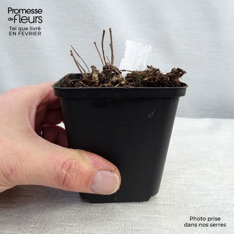 Exemplar von Brunnera macrophylla Diane's Gold - Kaukasus-Vergißmeinnicht Kleine Töpfe von 8/9 cm wie im Winter geliefert