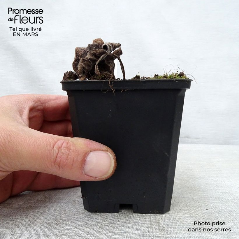 Exemplar von Brunnera macrophylla Emerald Mist - Kaukasus-Vergißmeinnicht Kleine Töpfe von 8/9 cm wie im Frühjahr geliefert