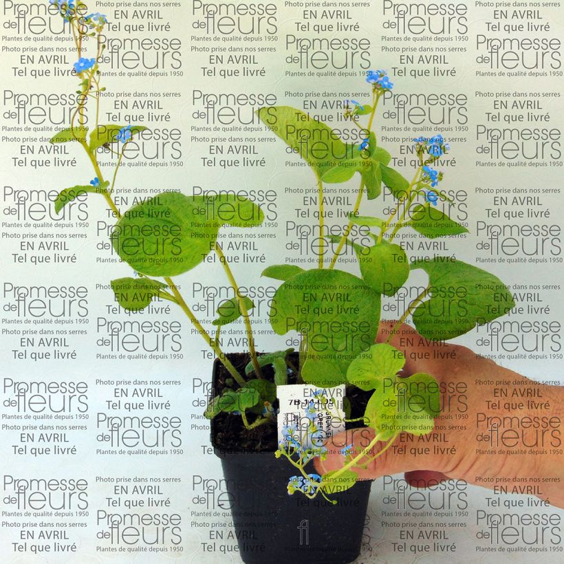 Beispiel eines Exemplars von Brunnera macrophylla Green Gold - Kaukasus-Vergißmeinnicht Kleine Töpfe von 8/9 cm wie geliefert